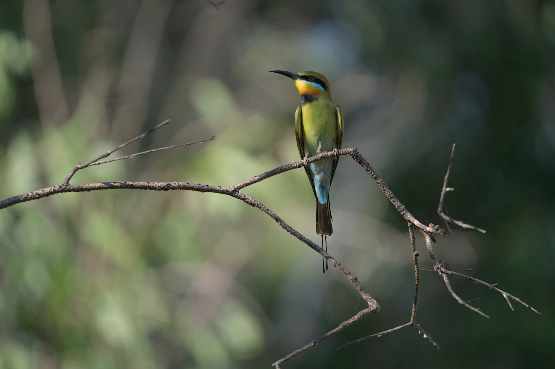 Rainbow Bee-eater