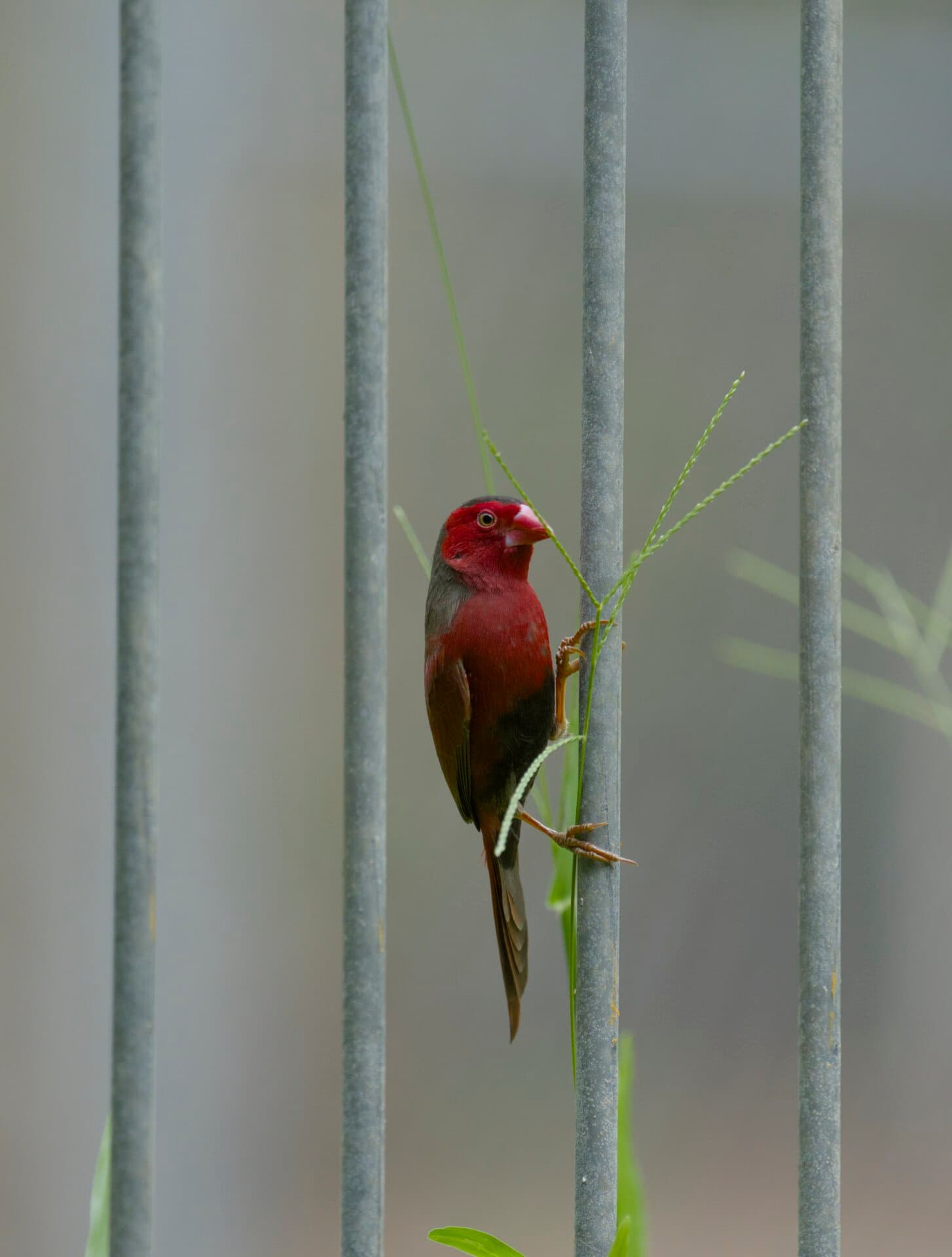 Red-headed Finch